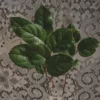 Salal