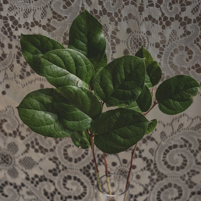 Salal