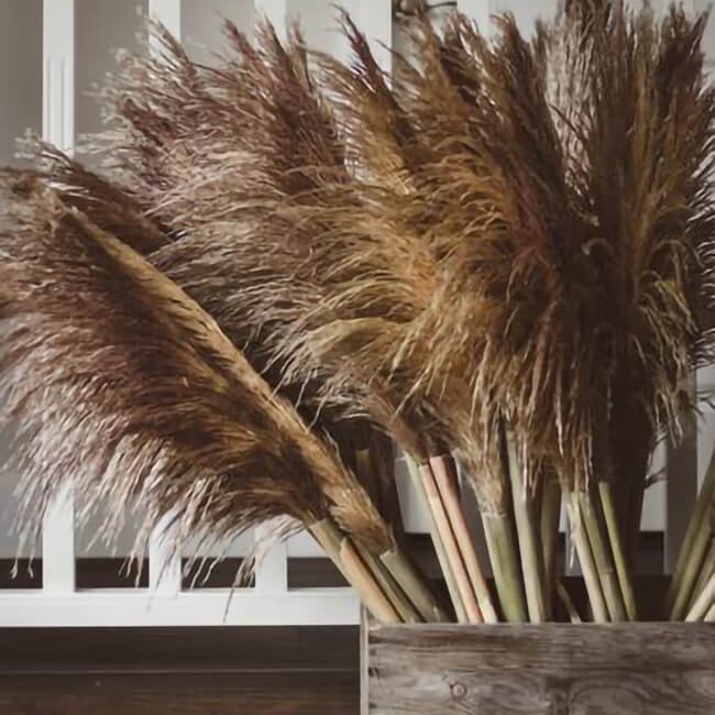 Pampas Grass FAQs Pampas Grass Available