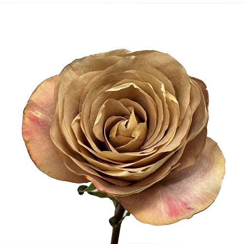 rose symbol brown